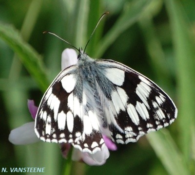 Melanargia galathea